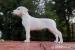 Argentiská doga s PP - Dogo argentino  - Prodej
