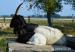 Prodám Walliserská černokrká koza poslední kůzlata - Prodej