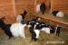 Prodám Walliserská černokrká koza poslední kůzlata - Prodej
