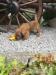 Norfolk Terrier - Predaj