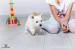 West Highland White Terrier, Zapraszamy Do Rezerwa - Sprzedaż