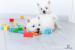 West Highland White Terrier, Zapraszamy Do Rezerwa - Sprzedaż