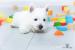 West Highland White Terrier, Zapraszamy Do Rezerwa - Sprzedaż