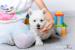 West Highland White Terrier, Zapraszamy Do Rezerwa - Sprzedaż