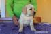 Labrador - šteniatka s preukazom pôvodu s PP - Predaj