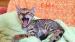 kočka bengálská- kotě s PP  - Prodej