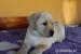 Labrador - šteniatka s preukazom pôvodu s PP - Predaj