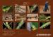 Kalendáře na rok 2020 Agamy v přírodě. - Prodej
