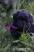 EXKLUZIVNÍ ŠTĚNĚ OPIČÍ PINČ AFFENPINSCHER - Prodej