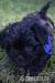 EXKLUZIVNÍ ŠTĚNĚ OPIČÍ PINČ AFFENPINSCHER - Prodej