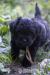 EXKLUZIVNÍ ŠTĚNĚ OPIČÍ PINČ AFFENPINSCHER - Prodej