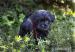 EXKLUZIVNÍ ŠTĚNĚ OPIČÍ PINČ AFFENPINSCHER - Prodej