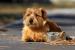 Norfolk Terrier - Prodej