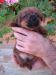 Norfolk Terrier - Prodej