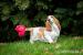 Basset Hound / Baset - Prodej