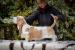 Basset Hound / Baset - Prodej