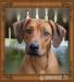 Rhodesian Ridgeback Welpen Oktober 2019 - Verkauf