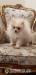 Szpic miniaturowy-Pomeranian - Sprzedaż