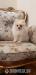 Szpic miniaturowy-Pomeranian - Sprzedaż