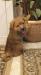 Norfolk Terrier - Prodej