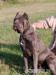 Americký bandog - Prodej