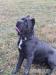Americký bandog - Prodej