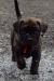 Presa Canario  - Predaj