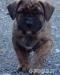 Presa Canario  - Predaj