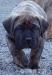 Presa Canario  - Predaj