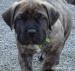 Presa Canario  - Predaj