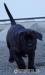 Presa Canario  - Predaj
