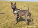 Thajský ridgeback modrý - Prodej