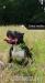 American Bully  - Prodej