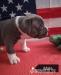 American Bully  - Prodej