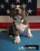 American Bully  - Prodej