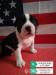 American Bully  - Prodej
