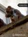 American Bully  - Prodej