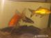 Prodám ryby - Prodej