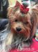 YORKSHIRE TERRIER s PP - Predaj