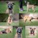 Belgický ovčiak-malinois - Predaj