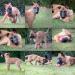 Belgický ovčiak-malinois - Predaj