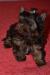 Štěňata Yorkshire Terrier - čokoládový - Prodej