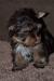 Štěňata Yorkshire Terrier - čokoládový - Prodej