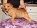 Norfolk Terrier - Predaj