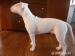 Bullterrier - Predaj