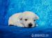 West highland white terrier (westík) - Prodej