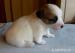 Jack Russell Teier - Prodej