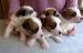 Jack Russell Teier - Prodej