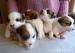 Jack Russell Teier - Prodej