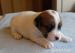 Jack Russell Teier - Prodej